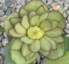 Helleborus WINTER JEWELS™ 'Jade Tiger'