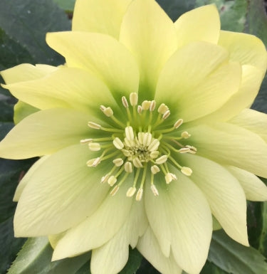 Helleborus WINTER JEWELS™ 'Golden Lotus'