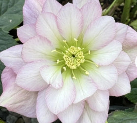 Helleborus WINTER JEWELS™ 'Cotton Candy'