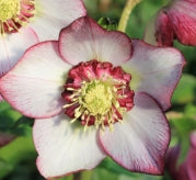 Helleborus WINTER JEWELS™ 'Cherry Blossom'