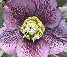 Helleborus WINTER JEWELS™ 'Blue Diamond'
