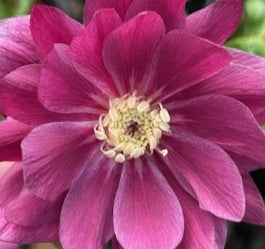 Helleborus WINTER JEWELS™ 'Berry Swirl'