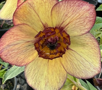 Helleborus WINTER JEWELS™ 'Apricot Blush'