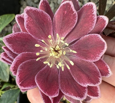 Helleborus WINTER JEWELS™ 'Amethyst Glow'