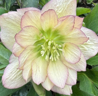 Helleborus WINTER JEWELS™ 'Amber Gem'