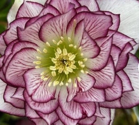 Helleborus WINTER JEWELS ® 'Fire & Ice'
