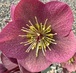 Helleborus WINTER ANGELS™ 'Charmer' PPAF