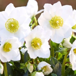 Helleborus niger 'HGC Jonas' PP21092