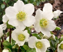 Helleborus niger 'HGC Jacob' PP17799