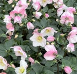 Helleborus HGC® LOLA
