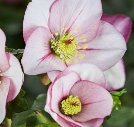 Helleborus HGC® LIARA