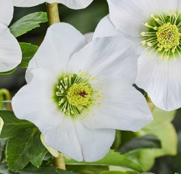 Helleborus HGC® LISANN