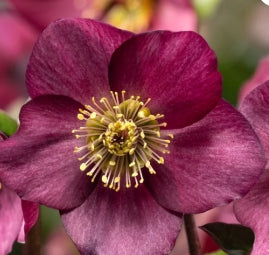 Helleborus HGC® LEILA