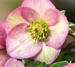 Helleborus HGC® ICE N' ROSES® ROSETTA
