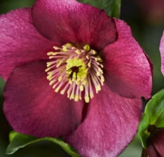 Helleborus HGC® LEONA