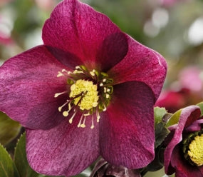 Helleborus HGC® ICE N' ROSES® RED