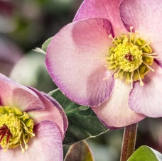 Helleborus HGC® ICE N' ROSES® Early Rose