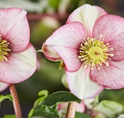 Helleborus HGC® ICE N' ROSES® CARLOTTA