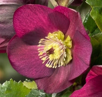 Helleborus HGC® ICE N' ROSES® BENNOTTA