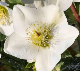 Helleborus HGC® ICE N' ROSES® 'WHITE'