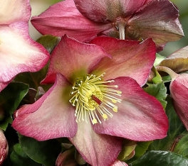 Helleborus HGC® ICE N' ROSES® 'ROSALI'