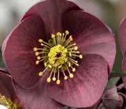 Helleborus HGC® ICE N' ROSES® 'Nightingale'