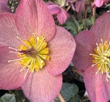 Helleborus HGC® ICE N' ROSES® 'Mindy Marble'