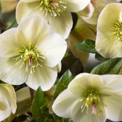 Helleborus HGC® ICE N' ROSES® 'Milla Marble'