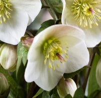 Helleborus HGC® ICE N' ROSES® 'Mia Marble'