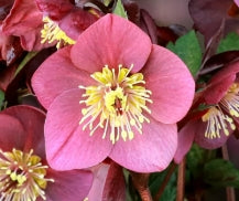 Helleborus HGC® ICE N' ROSES® 'Megan Marble'
