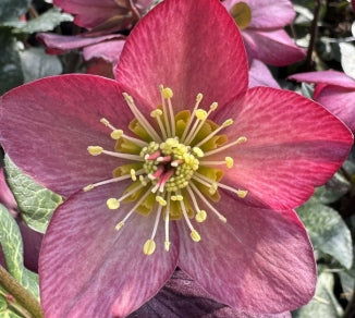 Helleborus HGC® ICE N' ROSES® 'Mary Marble'