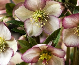 Helleborus HGC® ICE N' ROSES® 'Maddy Marble'