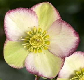 Helleborus HGC® ICE N' ROSES® 'FROSTED ROSE'