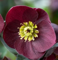 Helleborus HGC® ICE N' ROSES® 'BAROLO' (red)