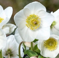 Helleborus HGC. 'Diva'