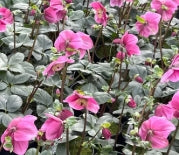 Helleborus HGC® 'LULU'