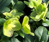 Helleborus HGC 'JOEL'