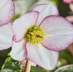 Helleborus HGC Ice and Roses 'Picotee'