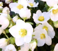 Helleborus HGC 'Jasper'