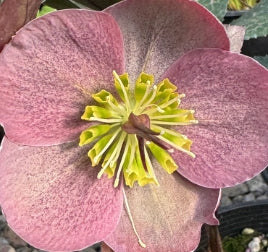 Helleborus FrostKiss ""Pipra's Purple""