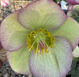 Helleborus FrostKiss ""Glenda's Gloss"" PP28008