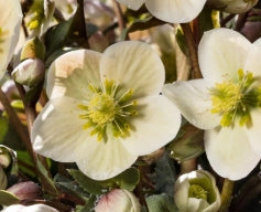 Helleborus 'HGC Shooting Star' PP22424