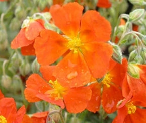 Helianthemum num. 'Henfield Brilliant' (orange)