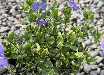 Groundcover, Vinca minor 'Ralph Shugert'- 25 per flat