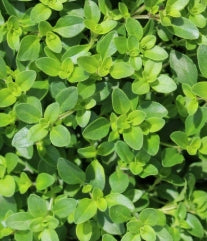Groundcover, Thymus serphyllum- 25 per flat