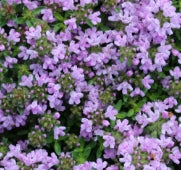 Groundcover, Thymus serphyllum 'Mauve'- 25 per flat