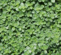 Groundcover, Thymus s. 'Minus'- 25 per flat