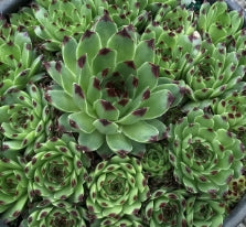 Groundcover, Sempervivum 'Mrs. Giuseppi'- 25 per flat