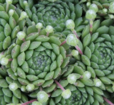 Groundcover, Sempervivum 'Pekinese'- 25 per flat