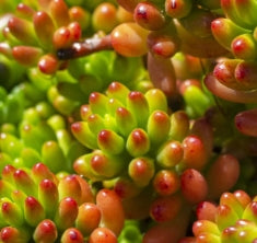 Groundcover, Sedum rubrotinctum - 25 Per Flat